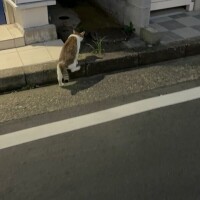 ゆず
