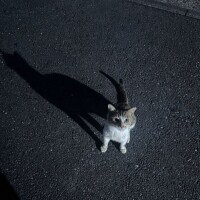 🐈