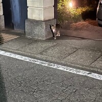 ニュー🐱