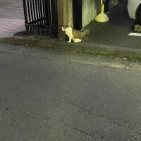 🐱