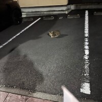🐱