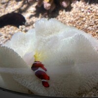 にもにもにもにも