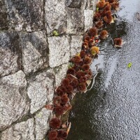 秋ですねー