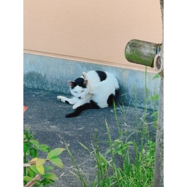 しゅきーん