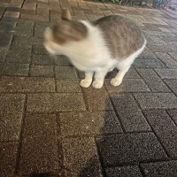 猫報告