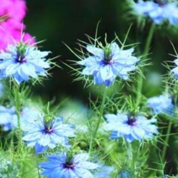 【🌼🌼🌼】