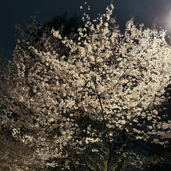 夜桜🌸