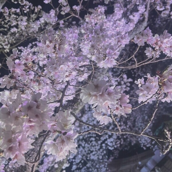 夜桜綺麗🌸