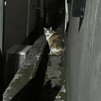 プリティキャット