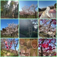 🩵梅まつり🩵