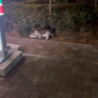 プリティキャット