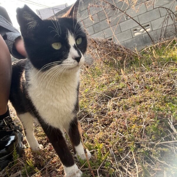 お詫びのプリティキャット集