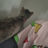 おはりりたん😪