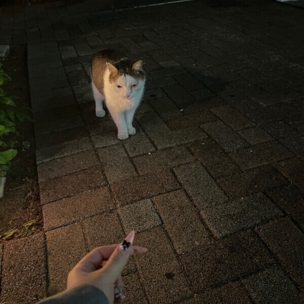 ねこ