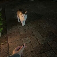 ねこ
