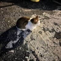 ゆず