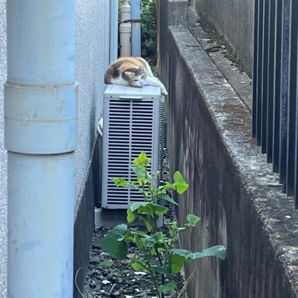 毎日にゃんず