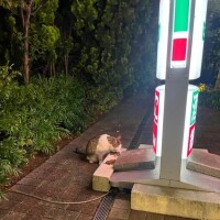 もぐもぐ猫
