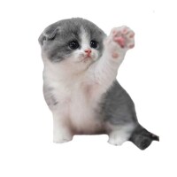おしらせᐡ•̥ ·̫ •̥`