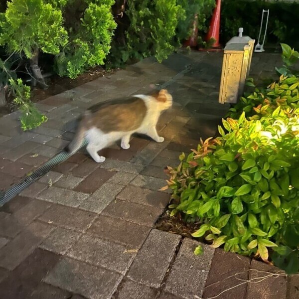 にゃ