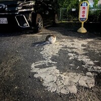 ゆず