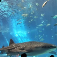 🦈沖縄旅行日記②