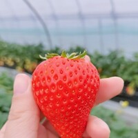 🍓いちごが好きな理由