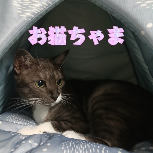 久々のお猫ちゃま
