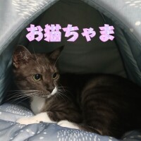 久々のお猫ちゃま