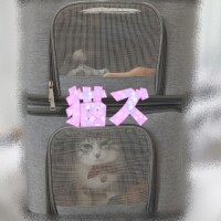 人見知り猫