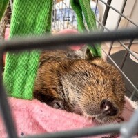人に教えるのめちゃくちゃ苦手