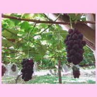 今年の9月は涼しい??