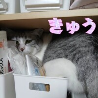 困り顔