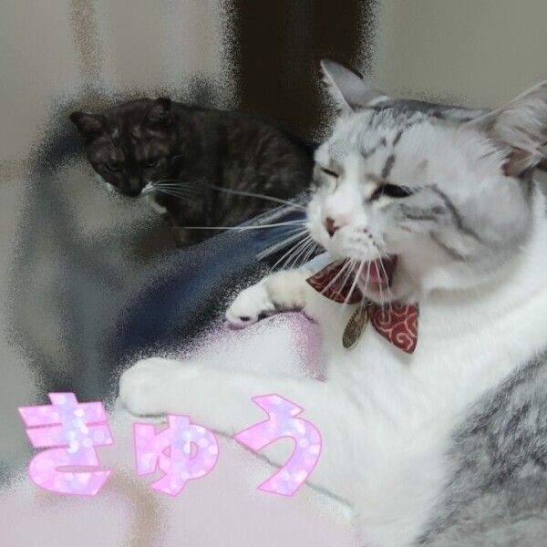 猫らしい