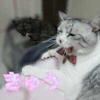 猫らしい