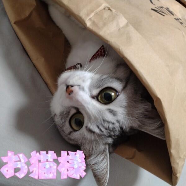 猫の下僕の心得