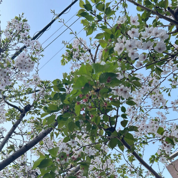 ブラッシュアップが必要ななつさん(ちょっと暗いです)。
