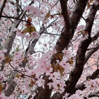 こむぎ
