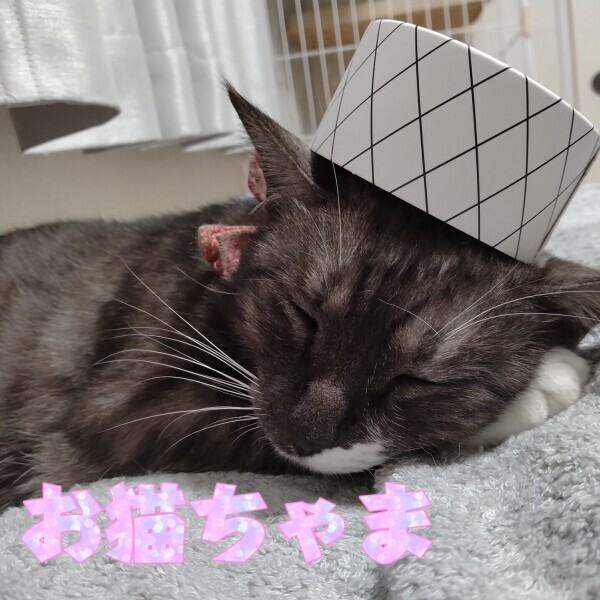 可愛いでしょ?