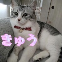 きゅう