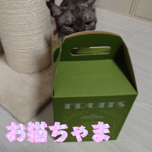 メロンにメロメロ??
