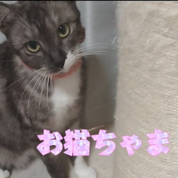 お猫ちゃま1歳!
