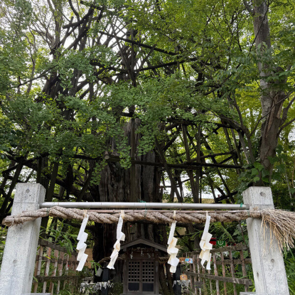 きさらぎ?神社まわり??