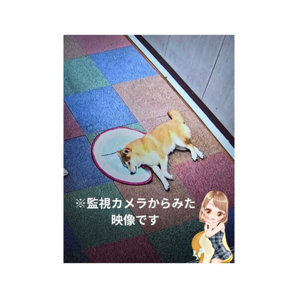 きゅんです?アラシくん?