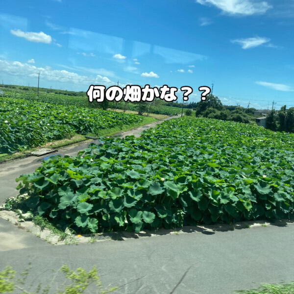 まひろの車窓から?