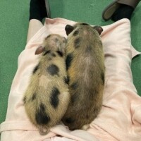 せれな