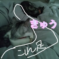 猫飼いの宿命