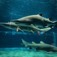 アクアワールド☆