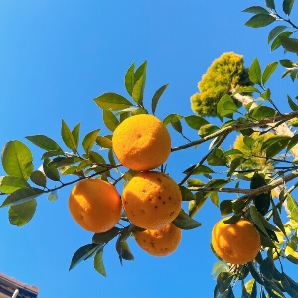 明日から水戸です!