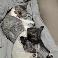 にゃんにゃんにゃん